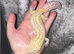 Various adult leopard geckos