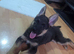 Beautiful little girl german shepherd