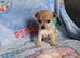 Jackawawa pups