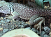 Collard lizards x 2
