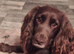 Female cocker spaniel