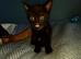 Gingal kittens (GINger x benGAL) x 5