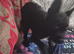 Cockerpoo x boston terrier