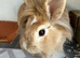 Harlequin pure breed lionhead Girl
