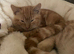 Beautiful kitten litter