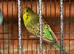 Adult male healthy budgie