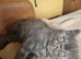 Beautiful Persian exotics
