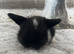 Pure Bred (5w old) Mini Lop Babies