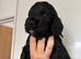 Cockerpoo puppies F1
