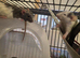 Curley, fancy and long haired mice