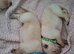Beautiful litter of GSD puppies for sale