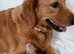 Golden Retriever Puppies – Raised with Love