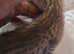 PURE SAVANNAHS  Tica SBTF6/7 cubs with Serval traits