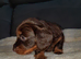 Longhaired Dachshund Puppy