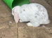 Beautiful Mini lop male