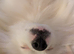 Beautiful male Pomeranian