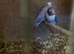 Pair of love birds