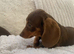 Dachshund puppies ready now