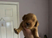 Beautiful Cockapoo puppies