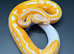 Hatchling lavender albino pied ball/royal python