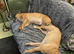 Twin 9 yrs old staffys brother and sister