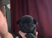 Pug cross