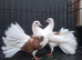 Red saddle fantails