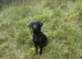 Part trained 11 month old male make brilliant pet or working dog