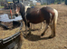 Lovely mare and filly foal for sale