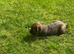 Border Terriers Ready for a Loving Forever Home