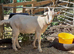 Toggenburg Whether Male Goat - Very Friendly