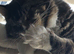 male maine coon