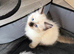 Pretty ragdoll kittens
