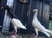 5 pigeons for sale