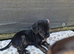 9 wk old Jackapoo girl