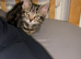 Beautiful kitten
