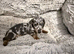 Miniature dachshund
