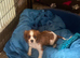 Cavalier King Charles puppies available