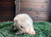 Polecats