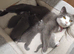 Fluffy playfull BSH kittens available