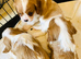 KC REGISTERED CAVALIER KING CHARLES SPANIEL