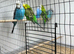 Budgies