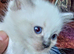 Ragdoll kittens