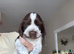 7 beautiful chocolate verities show-type cocker spaniel extensively health tested parents