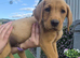 3 lovely lab pup