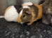 Two female guinea pigs