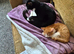 Loving Home/s Needed