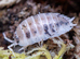 Porcellio Laevis Giant Orange & Dairy Cow Isopods