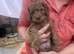 F2 cockapoo puppies