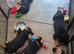 Beautiful pup's for sale